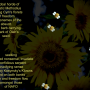 nafopoem.png